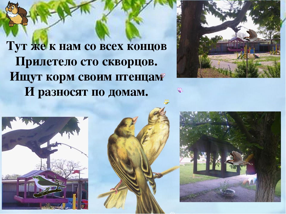 Презентация к году экологии 2017