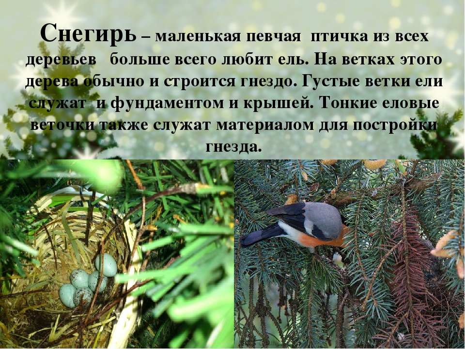 Презентация для детей старшего дошкольного возраста "Кто дружит с елью?"
