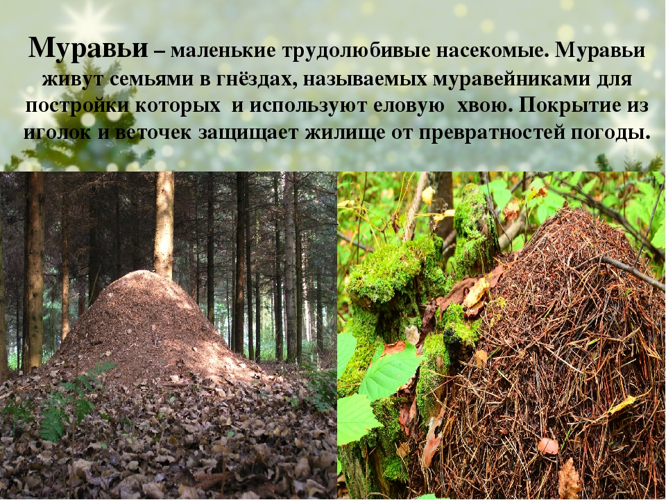 Презентация для детей старшего дошкольного возраста "Кто дружит с елью?"