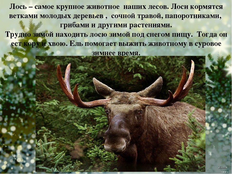 Презентация для детей старшего дошкольного возраста "Кто дружит с елью?"