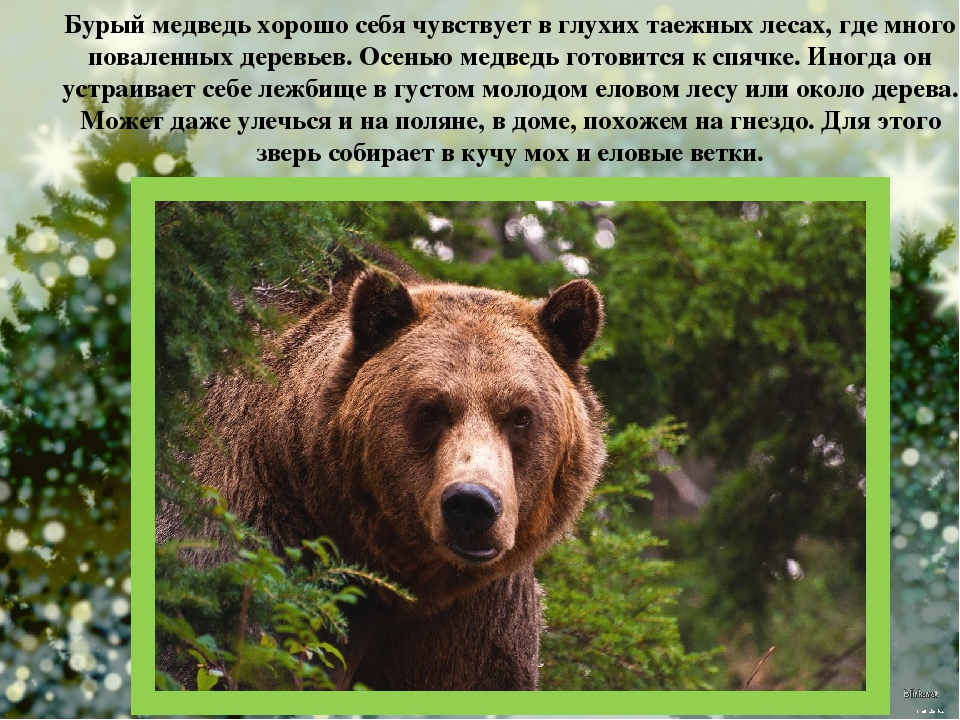 Презентация для детей старшего дошкольного возраста "Кто дружит с елью?"