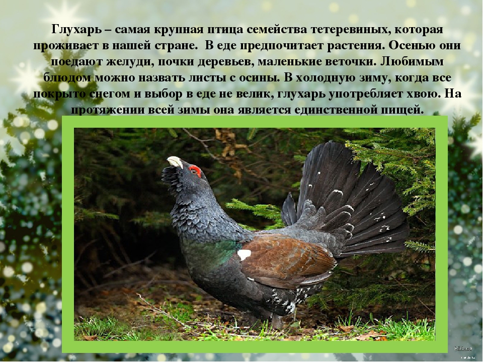Презентация для детей старшего дошкольного возраста "Кто дружит с елью?"