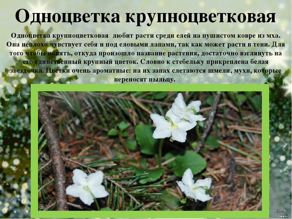 Презентация для детей старшего дошкольного возраста "Кто дружит с елью?"