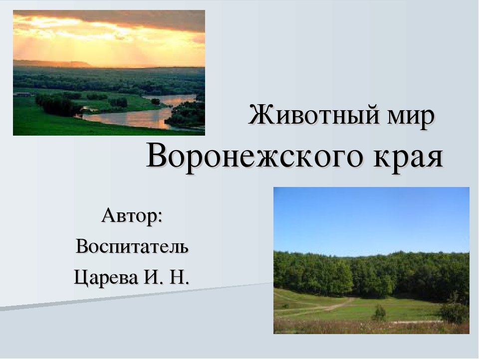 Презентация на тему "Животный мир Воронежского края"