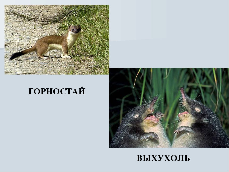 Презентация на тему "Животный мир Воронежского края"