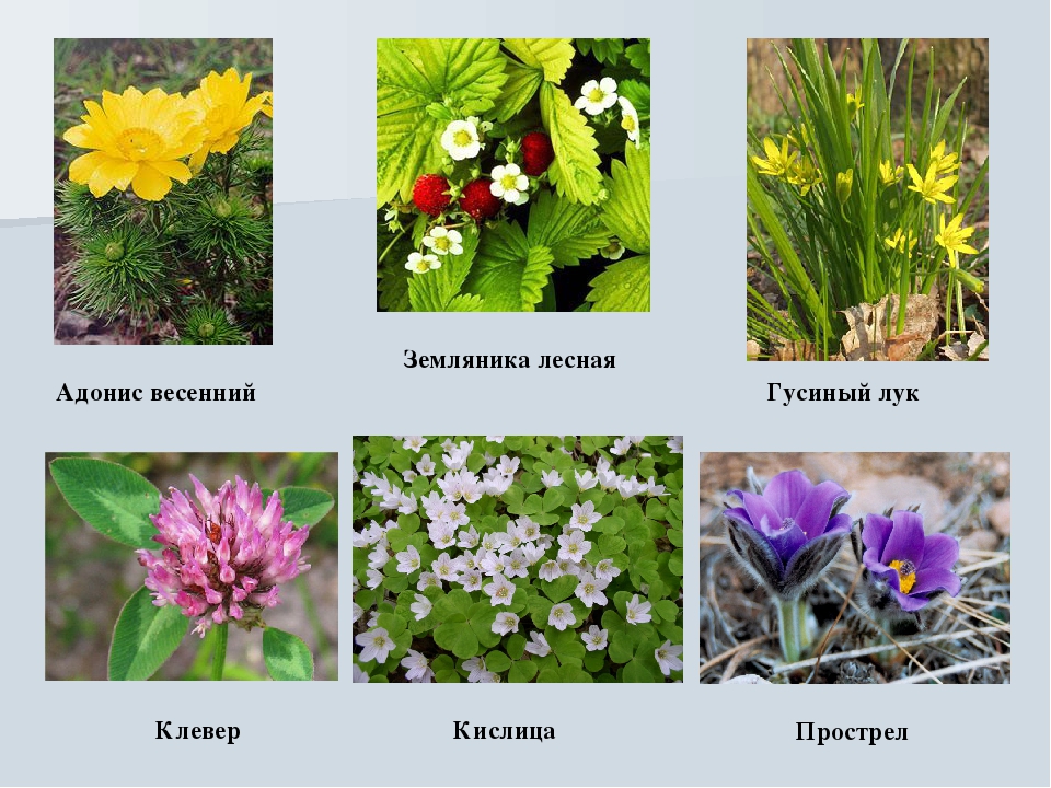 Презентация на тему "Растительный мир Воронежского края"