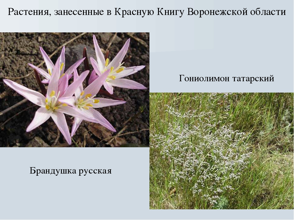 Презентация на тему "Растительный мир Воронежского края"