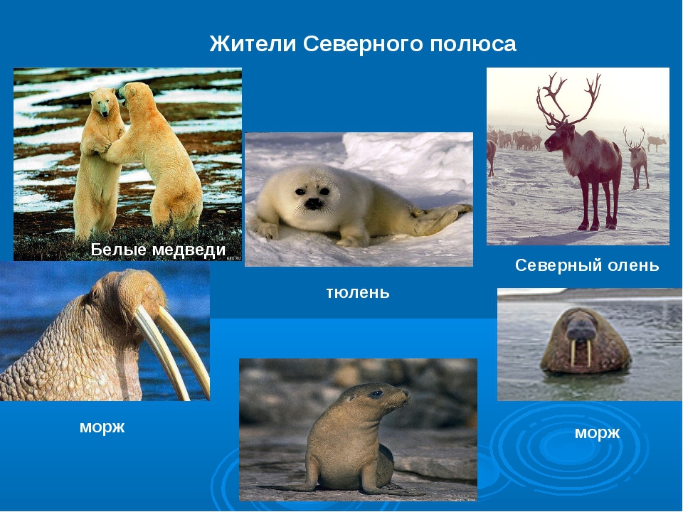 Презентация " Умка "