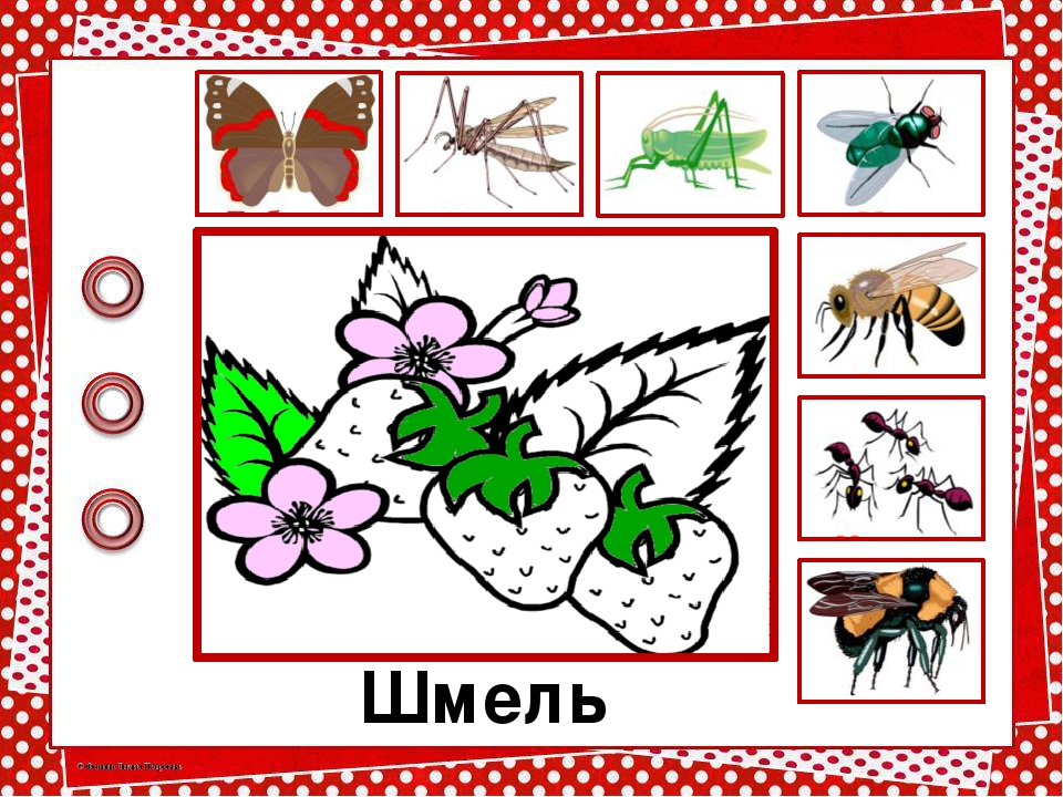 Про насекомых для детей 3 4. Насекомые для дошкольников. Тема насекомые для дошкольников. Интерактивная игра насекомые для дошкольников. Картинки насекомые для дошкольников.