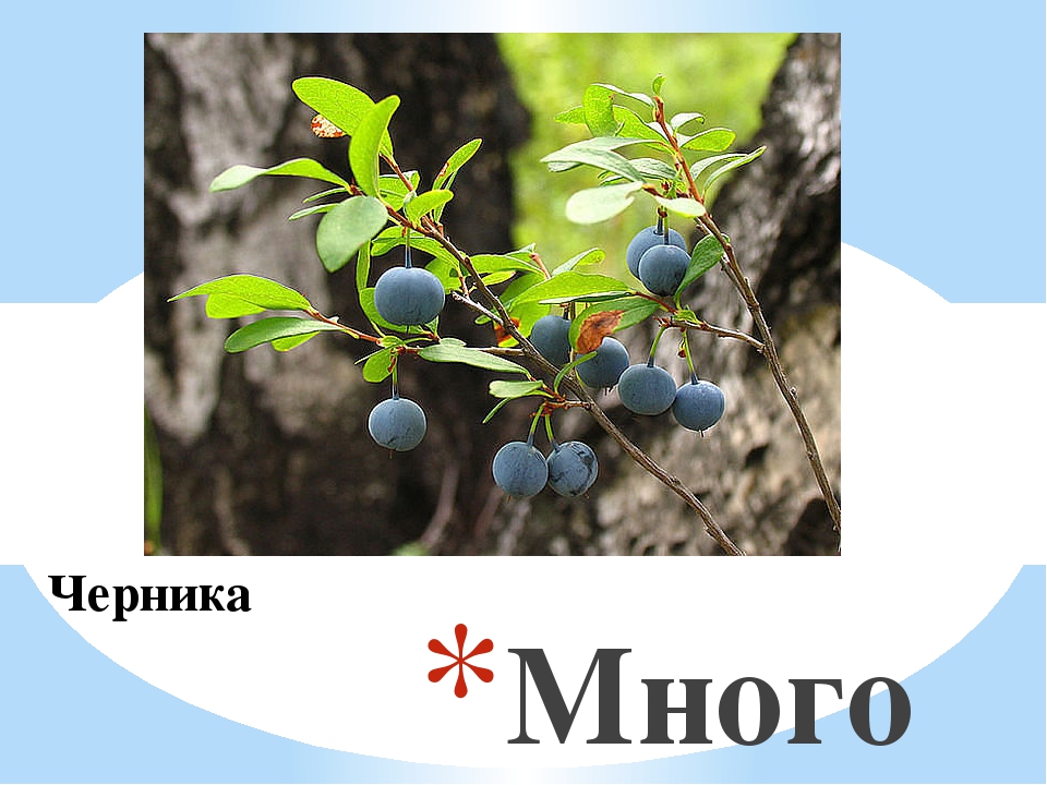 Презентация для дошкольников "Ягоды ЮГРЫ"