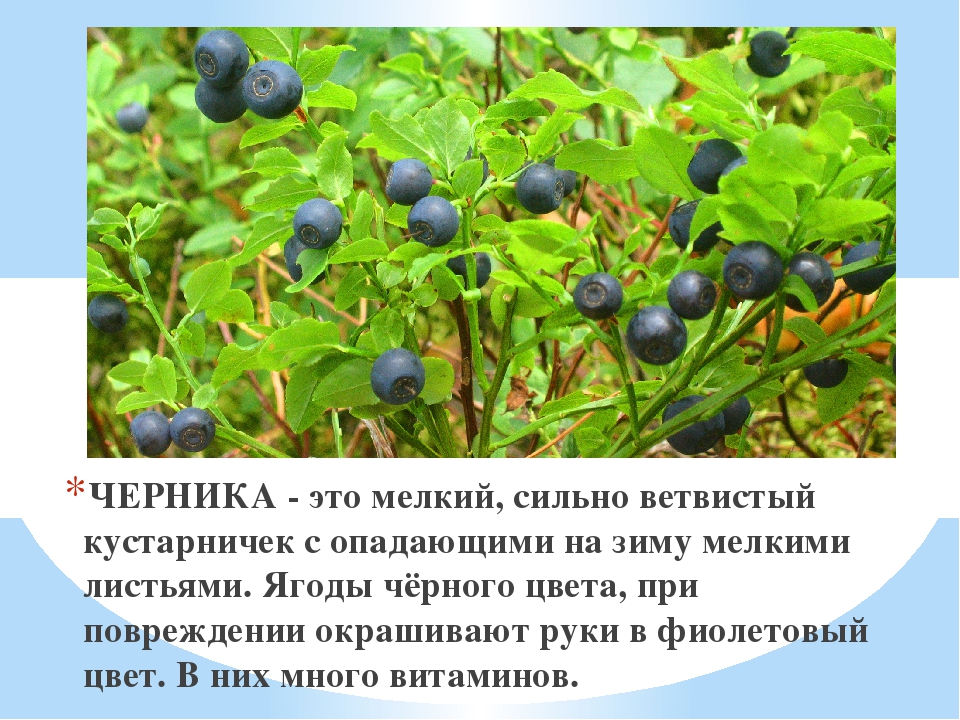 Презентация для дошкольников "Ягоды ЮГРЫ"