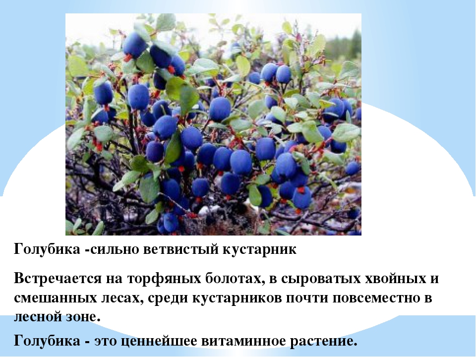 Презентация для дошкольников "Ягоды ЮГРЫ"