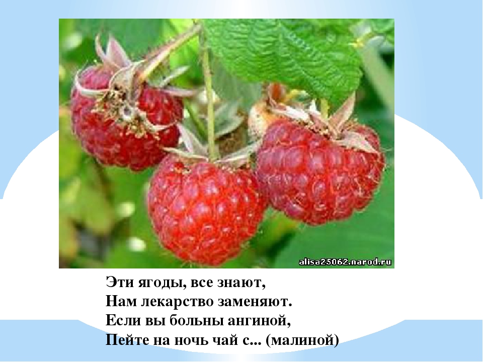 Презентация для дошкольников "Ягоды ЮГРЫ"