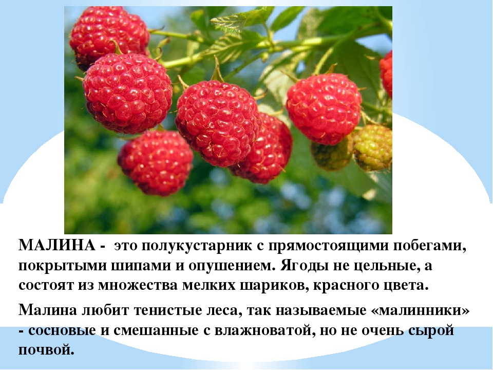 Презентация для дошкольников "Ягоды ЮГРЫ"