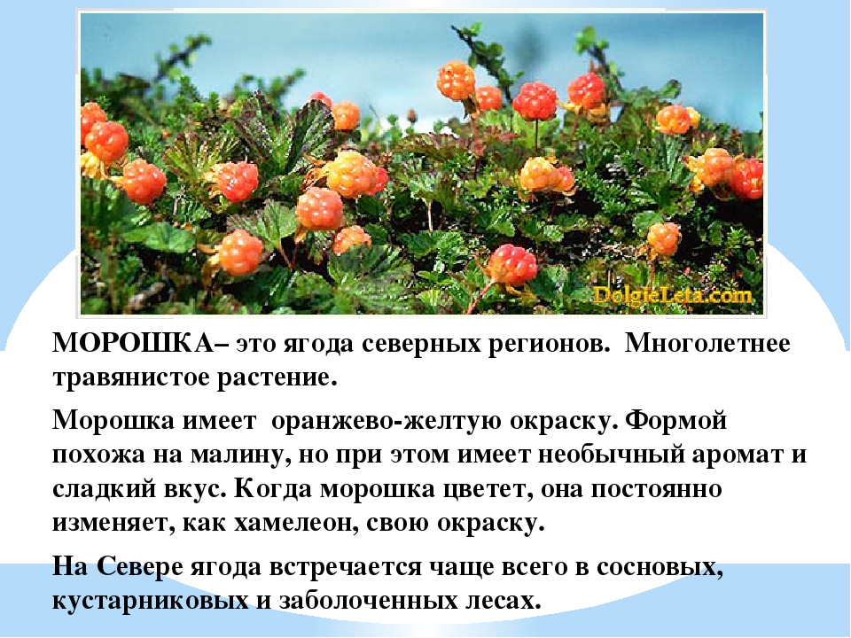 Презентация для дошкольников "Ягоды ЮГРЫ"