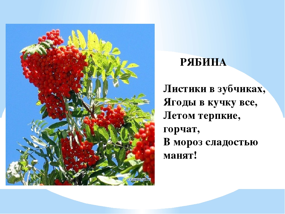 Презентация для дошкольников "Ягоды ЮГРЫ"