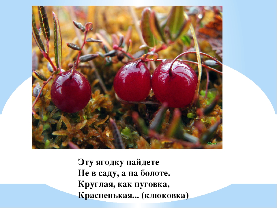 Презентация для дошкольников "Ягоды ЮГРЫ"
