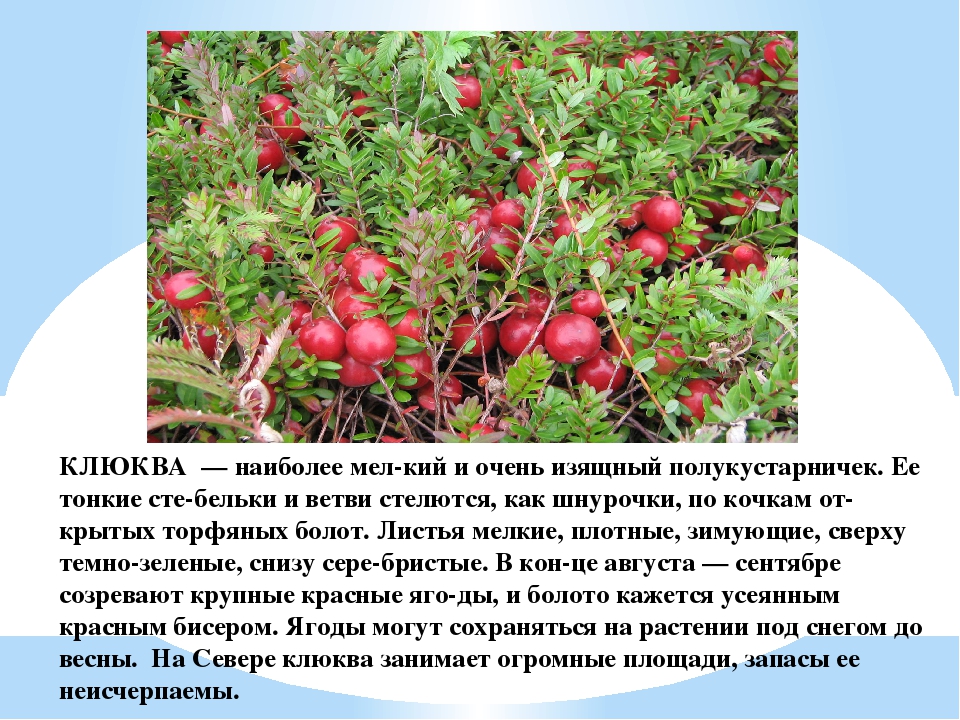 Презентация для дошкольников "Ягоды ЮГРЫ"