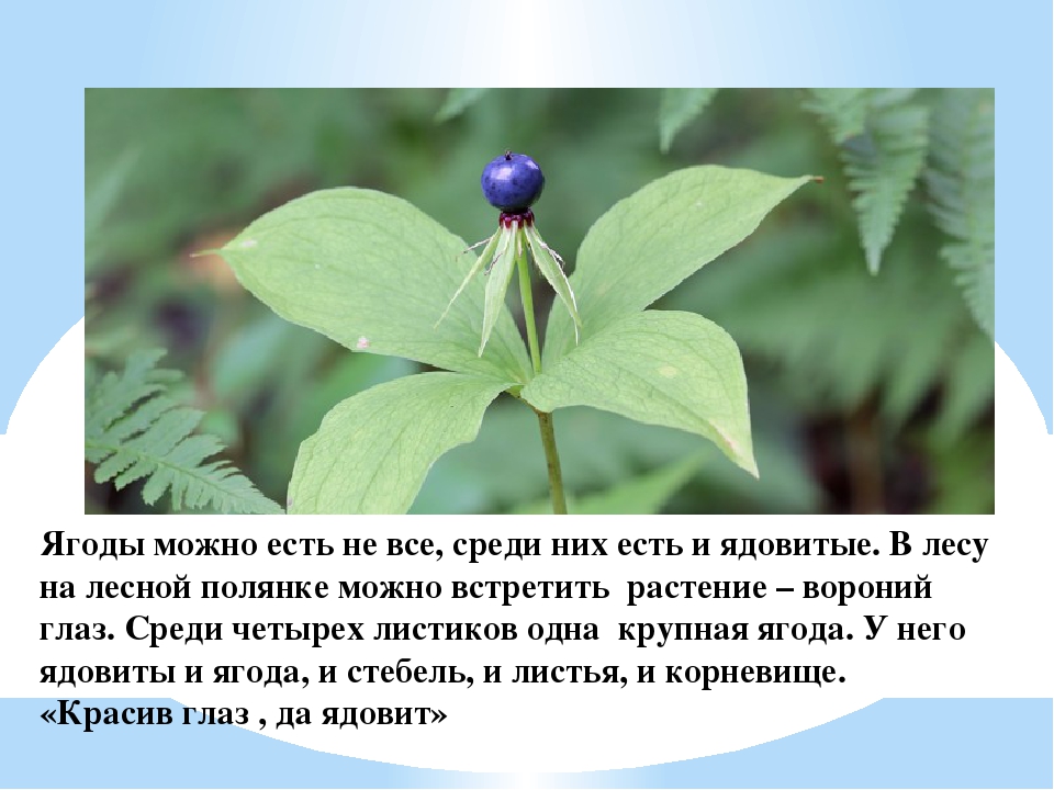 Презентация для дошкольников "Ягоды ЮГРЫ"