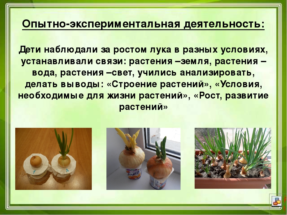 Проектная деятельность в ДОУ "Юные агрономы"