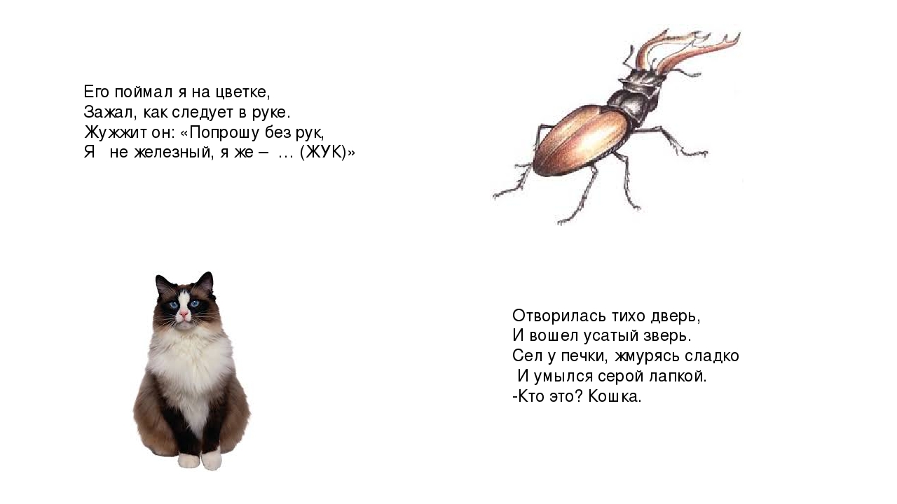Презентация по развитию речи на тему: "Дифференциация звуков ж и ш" (старшая группа)