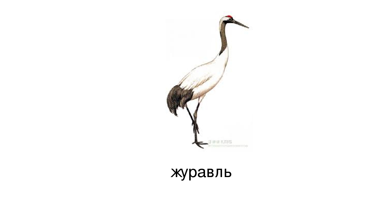 Презентация по развитию речи на тему: "Дифференциация звуков ж и ш" (старшая группа)