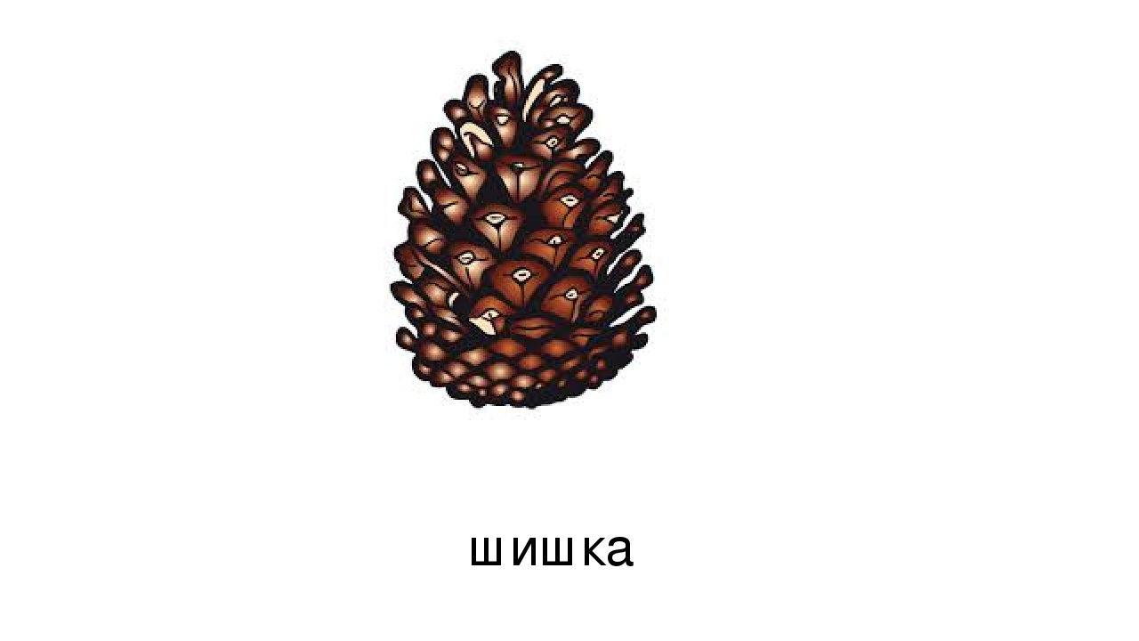 Презентация по развитию речи на тему: "Дифференциация звуков ж и ш" (старшая группа)