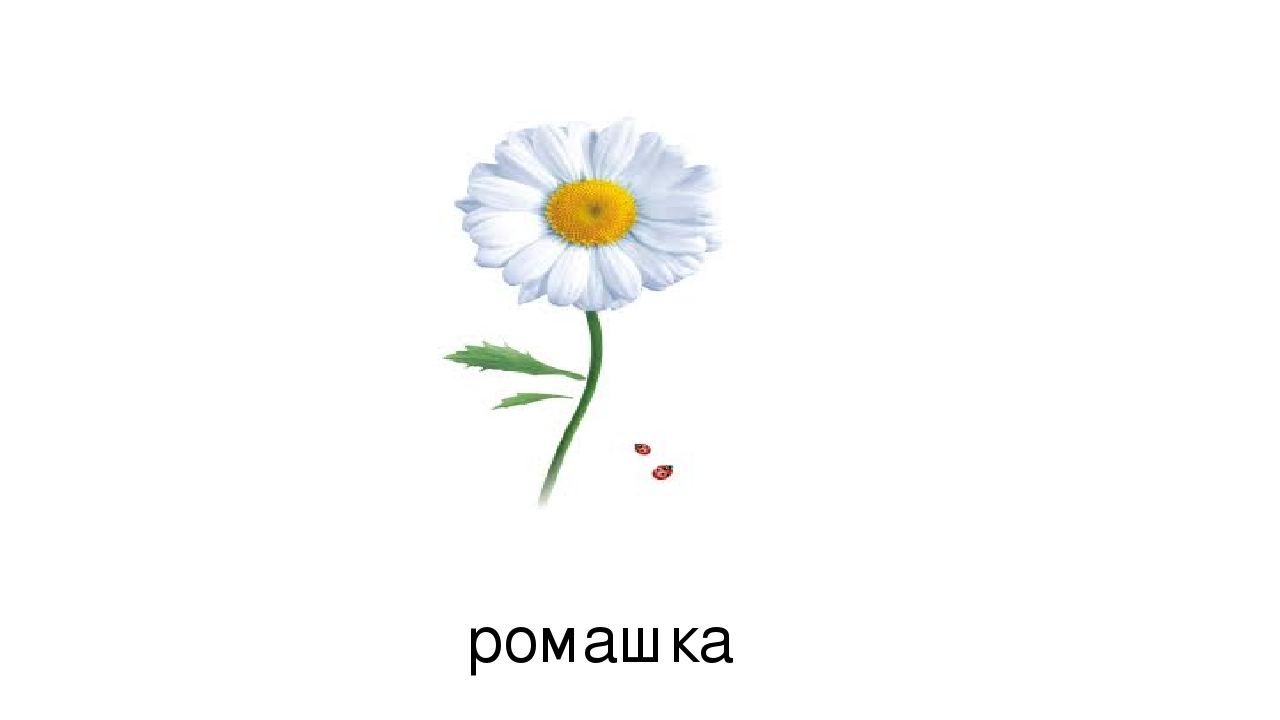 Презентация по развитию речи на тему: "Дифференциация звуков ж и ш" (старшая группа)