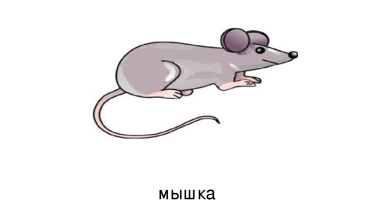 Презентация по развитию речи на тему: "Дифференциация звуков ж и ш" (старшая группа)