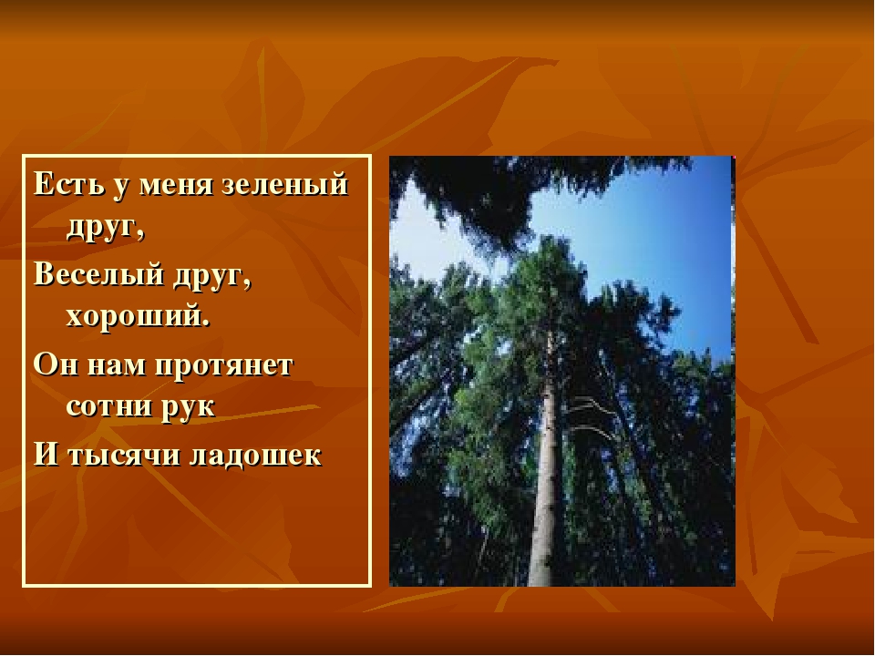 Презентация на тему"Лекарственные растения"