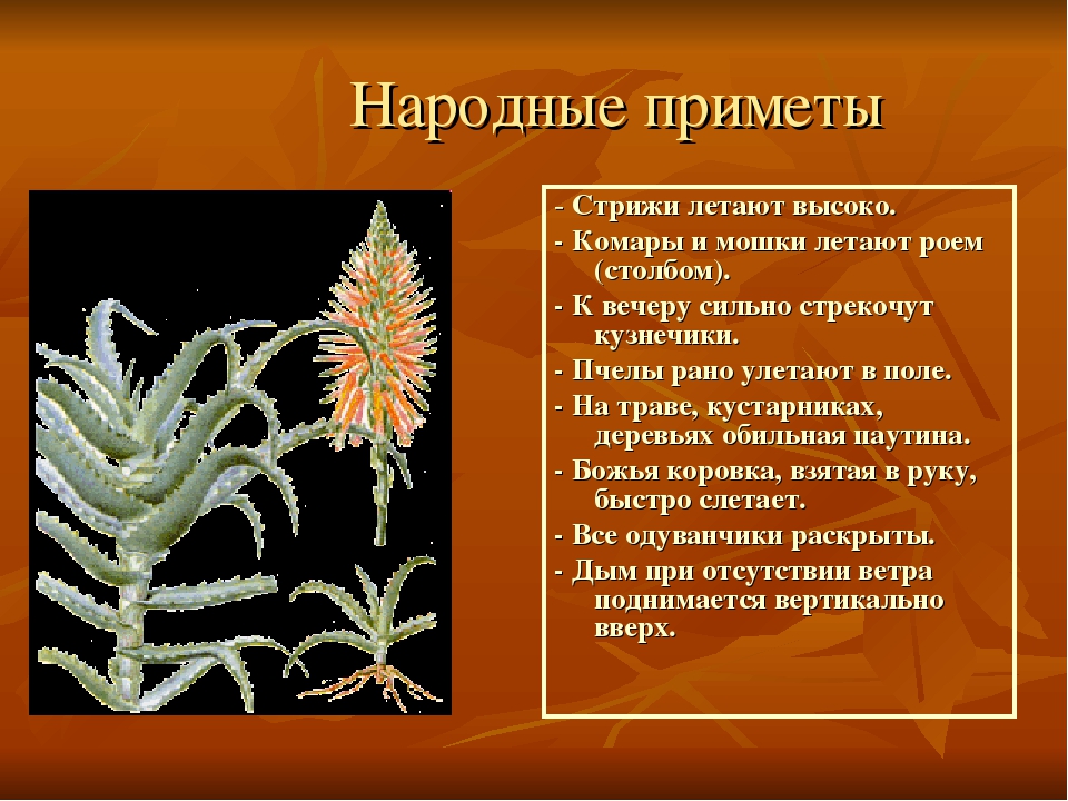Презентация на тему"Лекарственные растения"