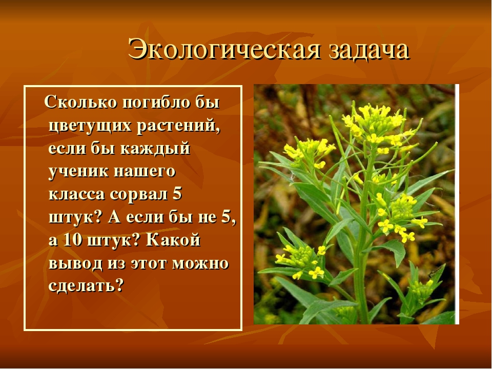 Презентация на тему"Лекарственные растения"