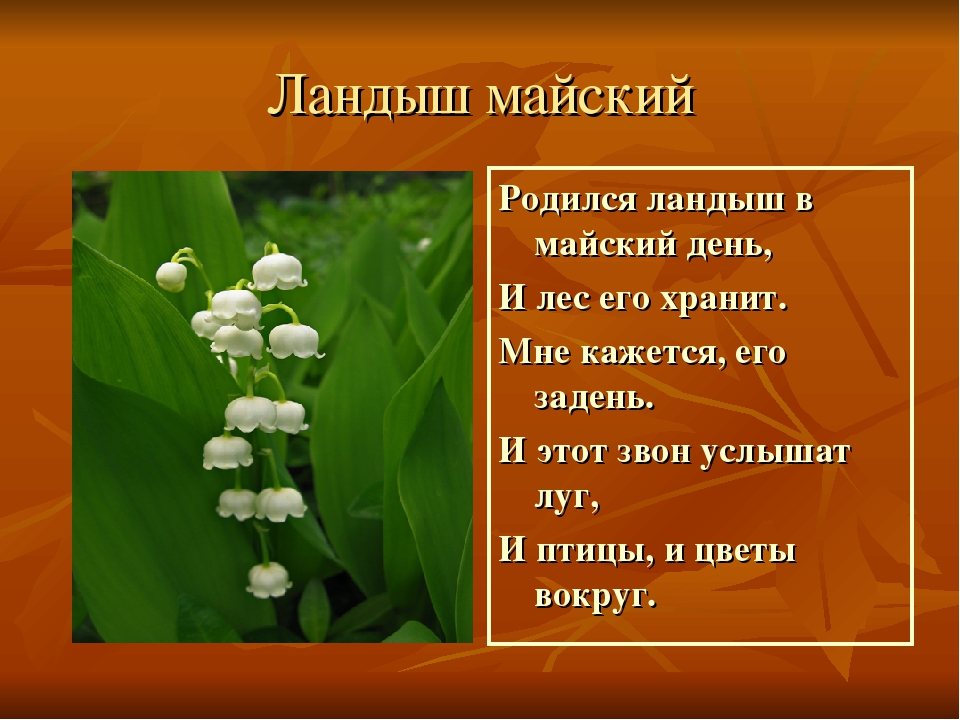 Тема растения 7 класс. Родился Ландыш в Майский день и лес его хранит. Ландыш родился Ландыш в Майский. Стихотворение родился Ландыш в Майский день. Е Серова родился Ландыш в Майский день.