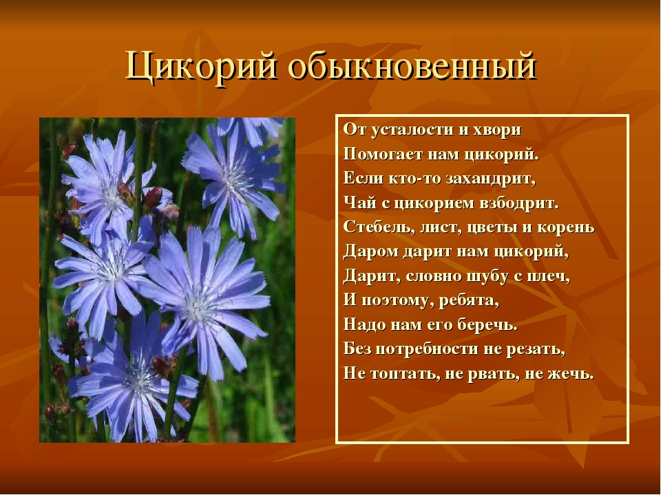 Презентация на тему"Лекарственные растения"
