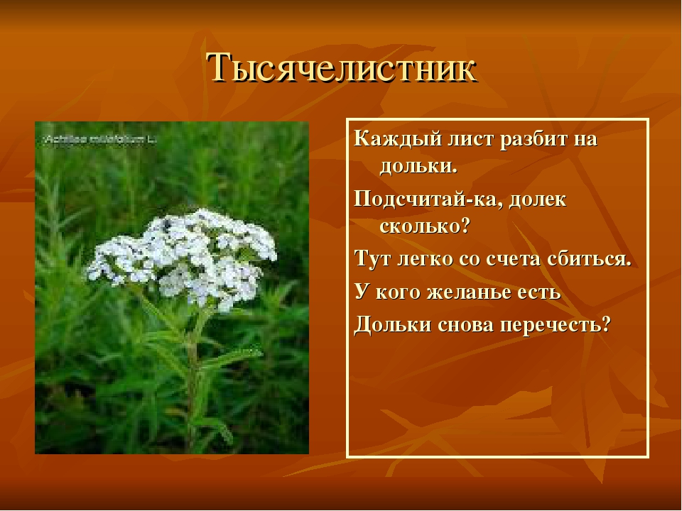 Презентация на тему"Лекарственные растения"