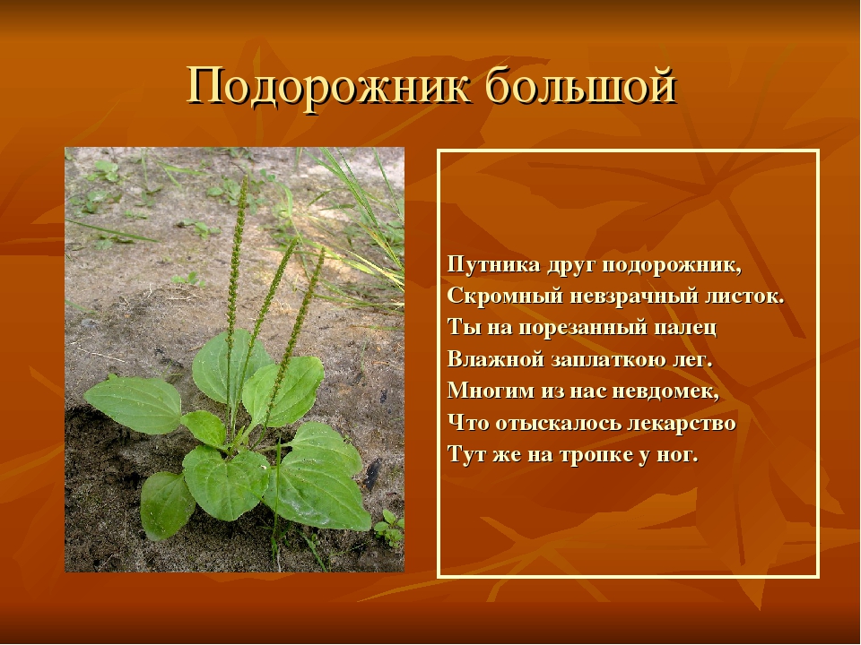 Презентация на тему"Лекарственные растения"