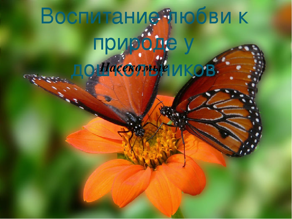 Презентация к занятию по познавательному развитию