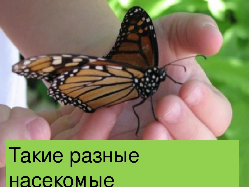 Презентация "Такие разные насекомые"