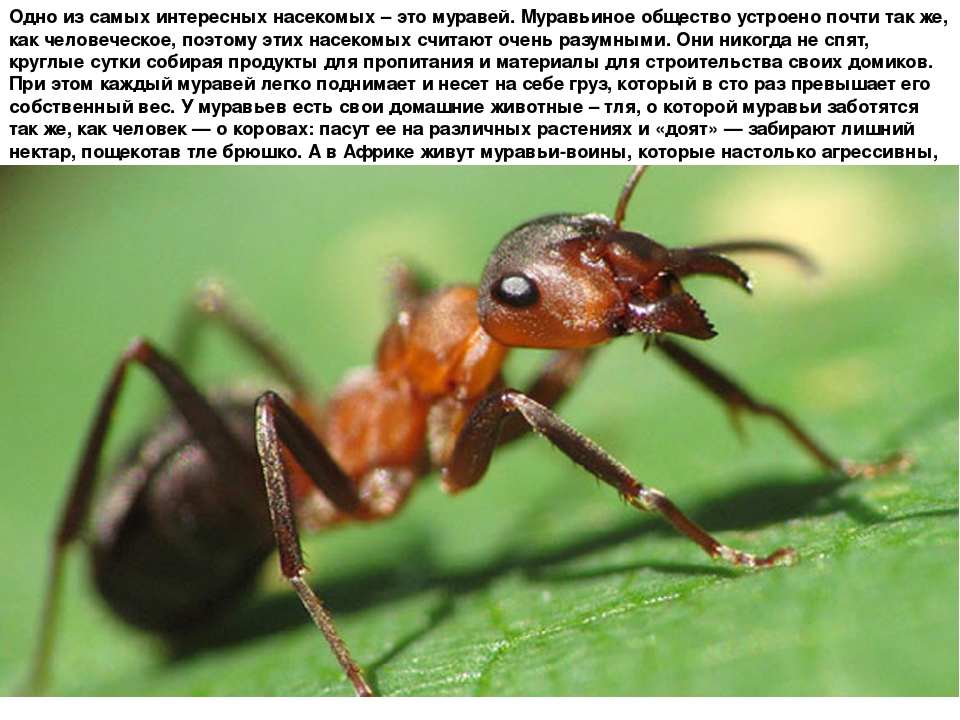 Презентация "Такие разные насекомые"