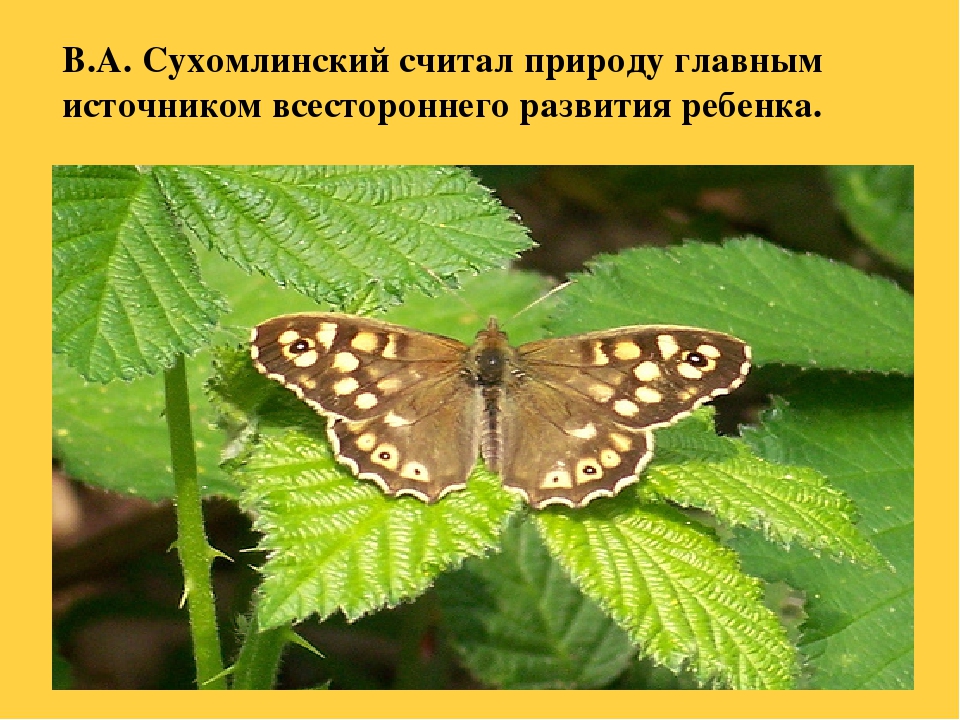 Презентация на тему "Ребенок и природа"