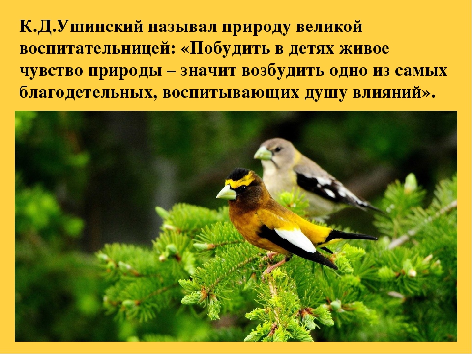Презентация на тему "Ребенок и природа"