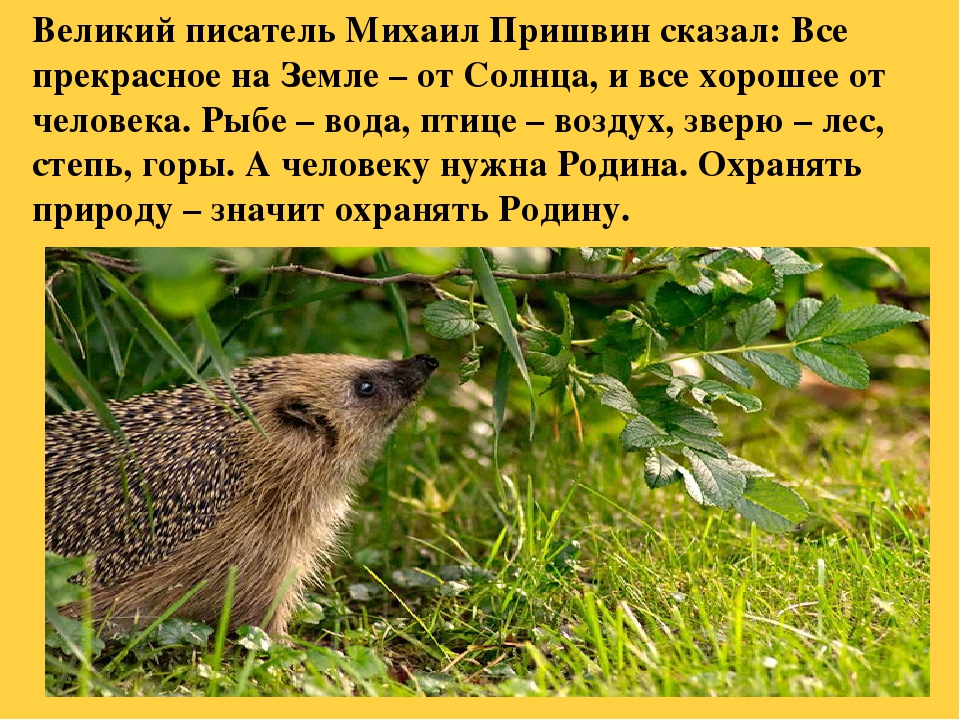 Презентация на тему "Ребенок и природа"
