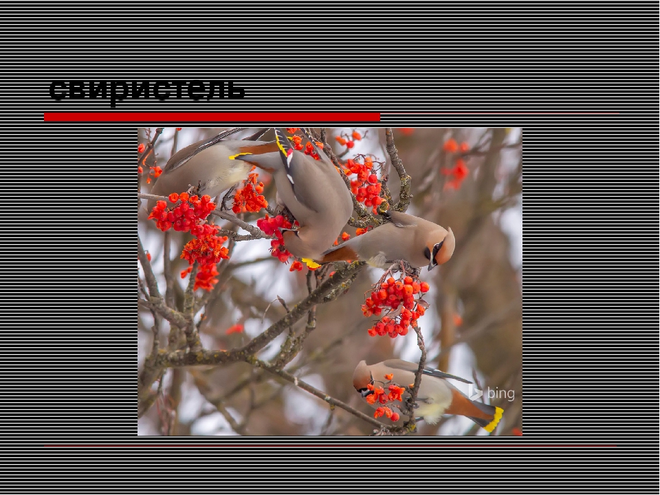 Презентация "Путешествие в зимний лес"