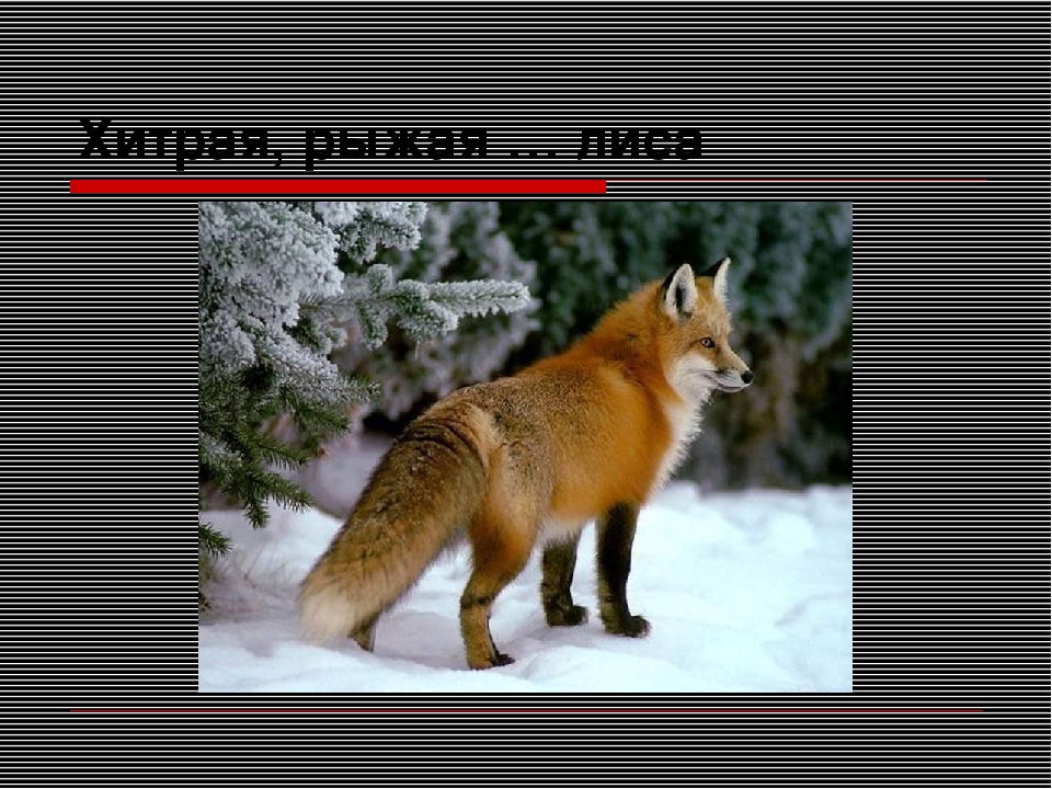 Презентация "Путешествие в зимний лес"