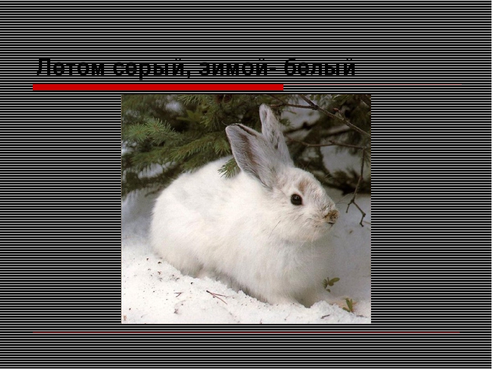 Презентация "Путешествие в зимний лес"