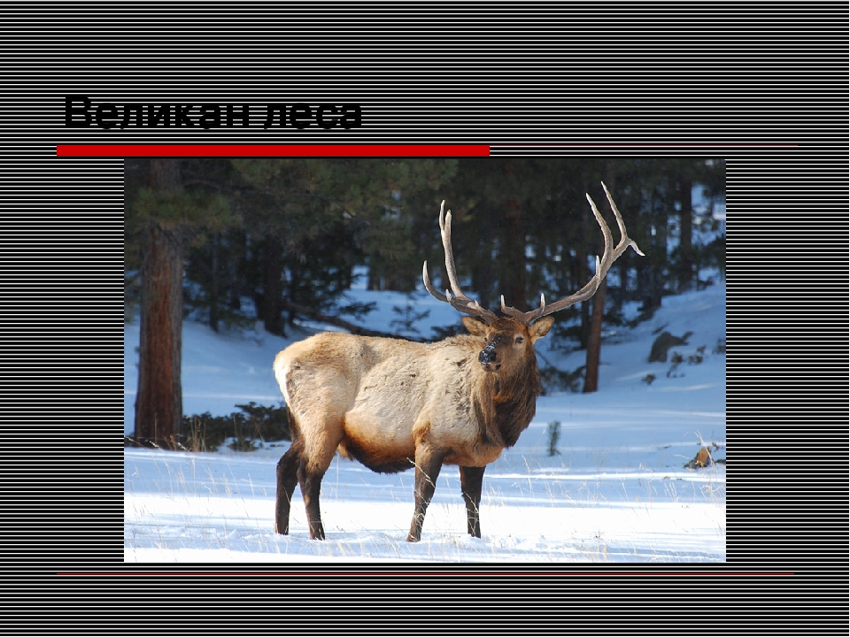 Презентация "Путешествие в зимний лес"