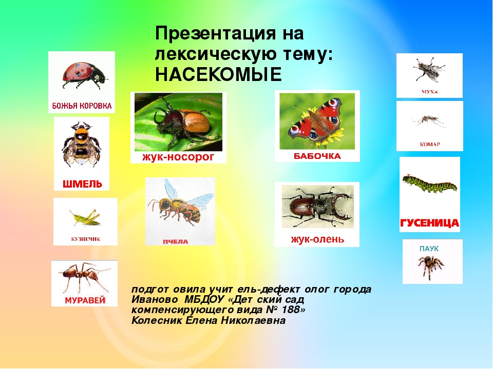 Презентация на лексическую тему "НАСЕКОМЫЕ"