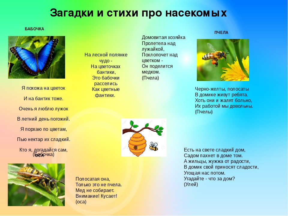 Презентация на лексическую тему "НАСЕКОМЫЕ"