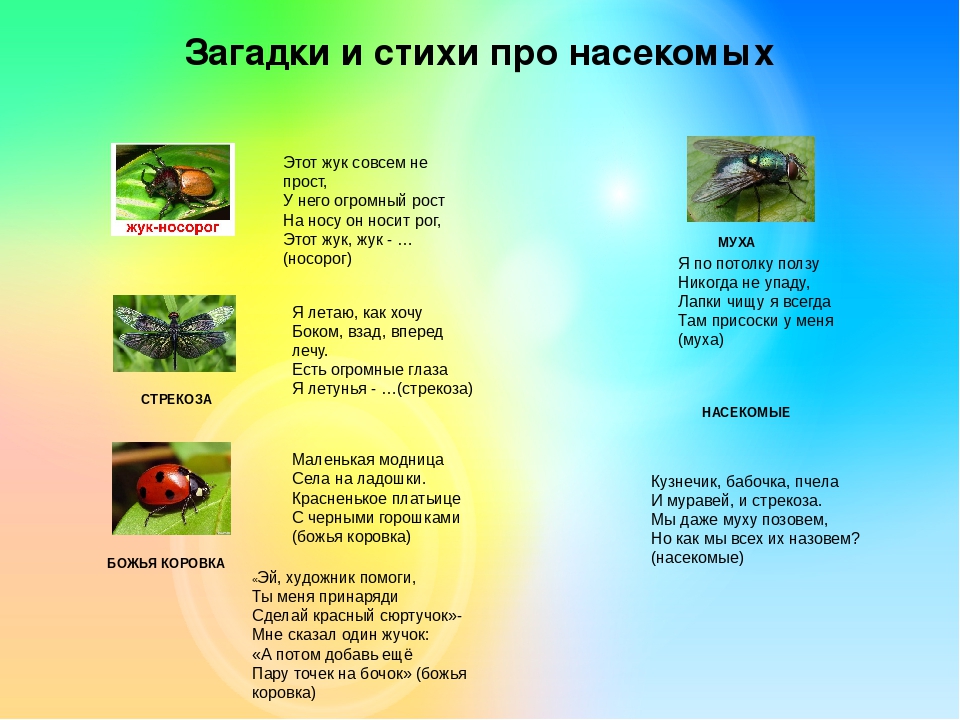 Презентация на лексическую тему "НАСЕКОМЫЕ"