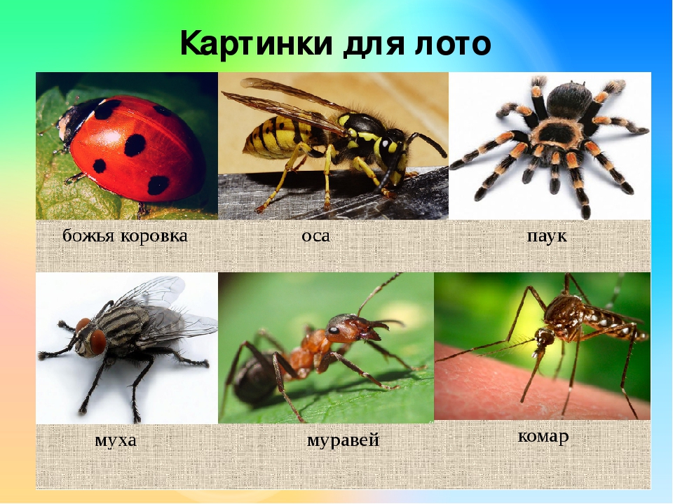 Презентация на лексическую тему "НАСЕКОМЫЕ"